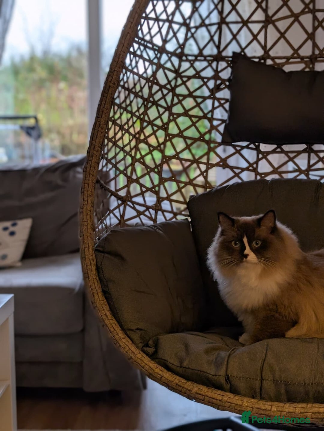 Ragdoll cats for sale: Beautiful Ragdoll Cats – Milo & Caramella - Advert 5