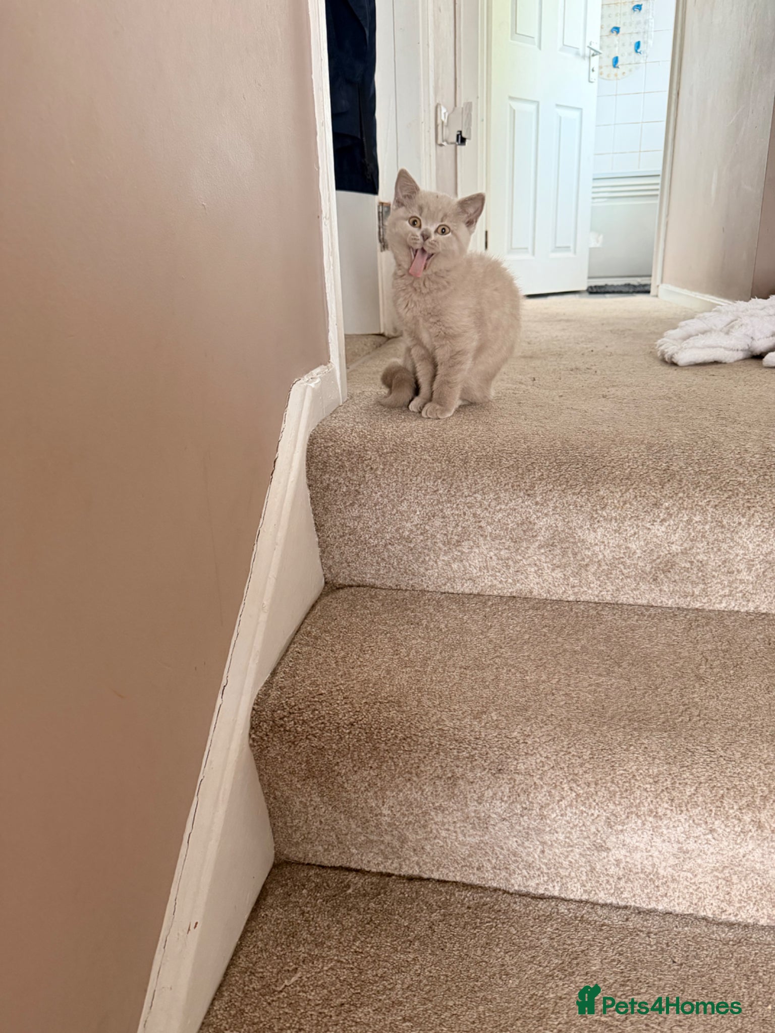 British Shorthair cats for sale: 3 gorgeous British shorthair  in Cheadle - Advert 9