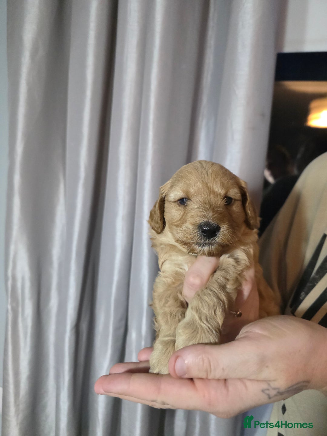 Cockapoo dogs for sale: Cockapoo puppies   - Advert 10