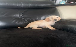 Cockapoo dogs for sale: Ready Now Beautiful litter of cockapoo puppies  - Image 10