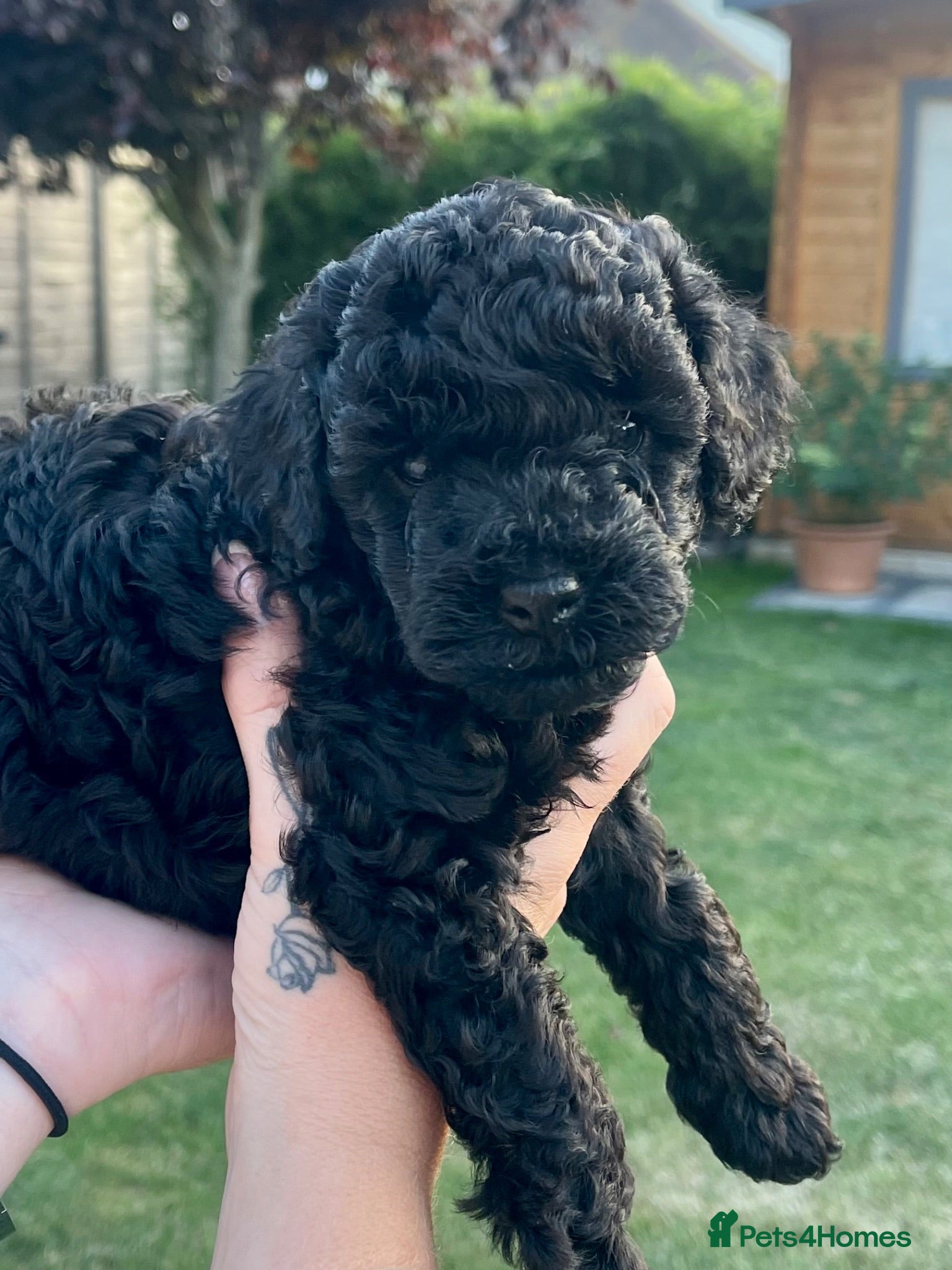 Maltipoo dogs F1b Toy Maltipoo Puppies Ready 22 July | Essex - Advert 2