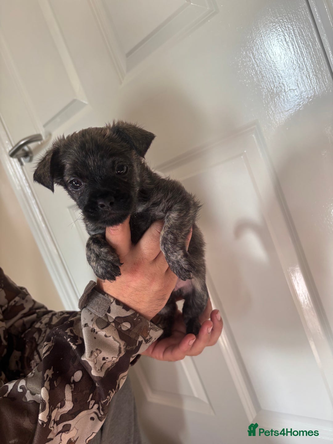 Jug dogs for sale: Jug puppies  - Image 13