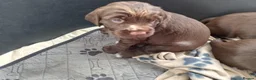 Sprocker dogs for sale: F1 sprocker puppies - Advert 24