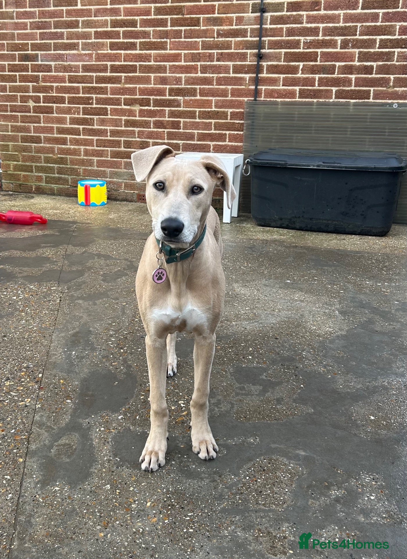 Mixed Breed dogs for sale: Saluki x Staffordshire Bull Terrier Puppy - Advert 1