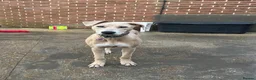Mixed Breed dogs for sale: Saluki x Staffordshire Bull Terrier Puppy - Advert 1