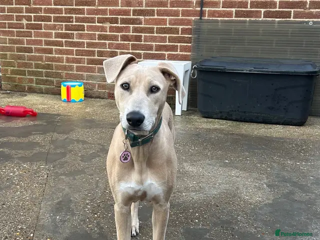Mixed Breed dogs for sale: Saluki x Staffordshire Bull Terrier Puppy - Advert 1