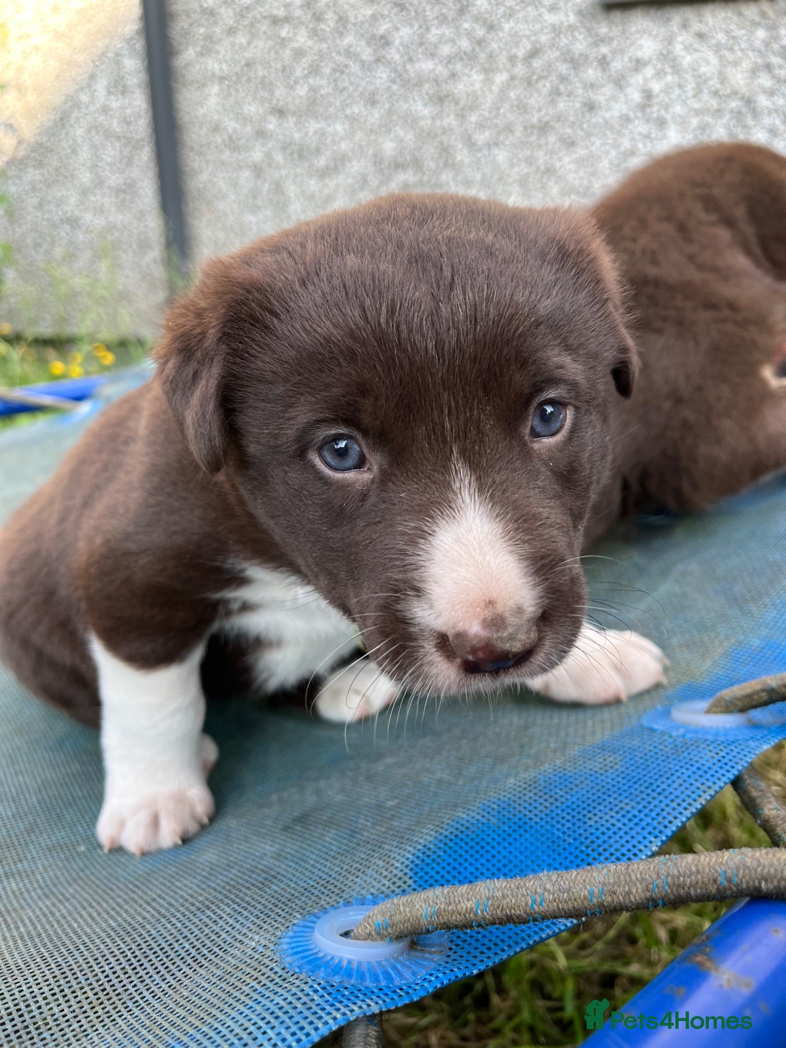 Mixed Breed dogs Border Collie puppies - Advert 2