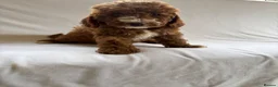 Cavapoo dogs for sale: Our delightful Cavapoo puppies  - Advert 10