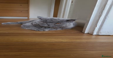 British Shorthair cats in Epsom - Advert 5
