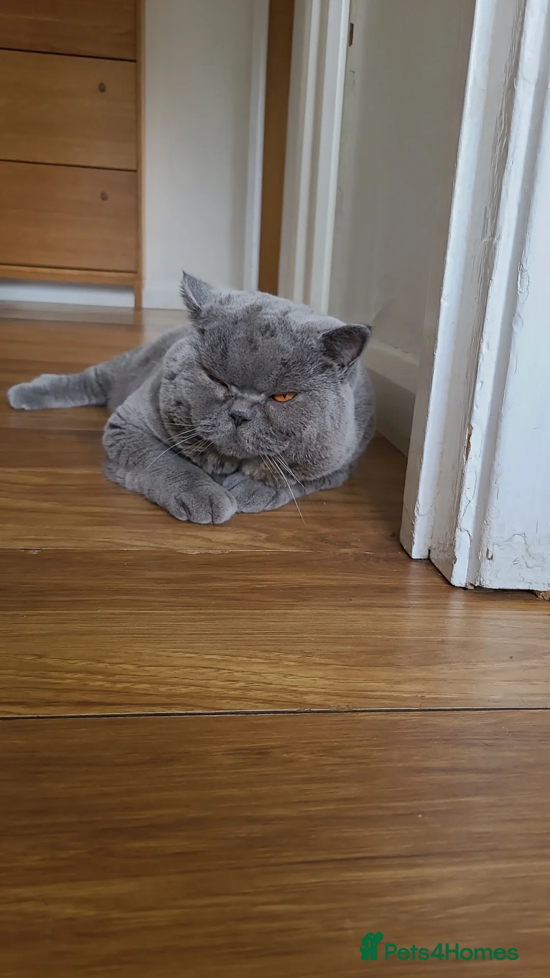 British Shorthair cats for stud: BIG BOY STUD in Epsom - Advert 2