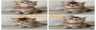 Gold boy (orange collar)
