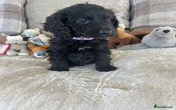 Cockapoo dogs for sale: Gorgeous F1 cockapoo puppies  - Image 30
