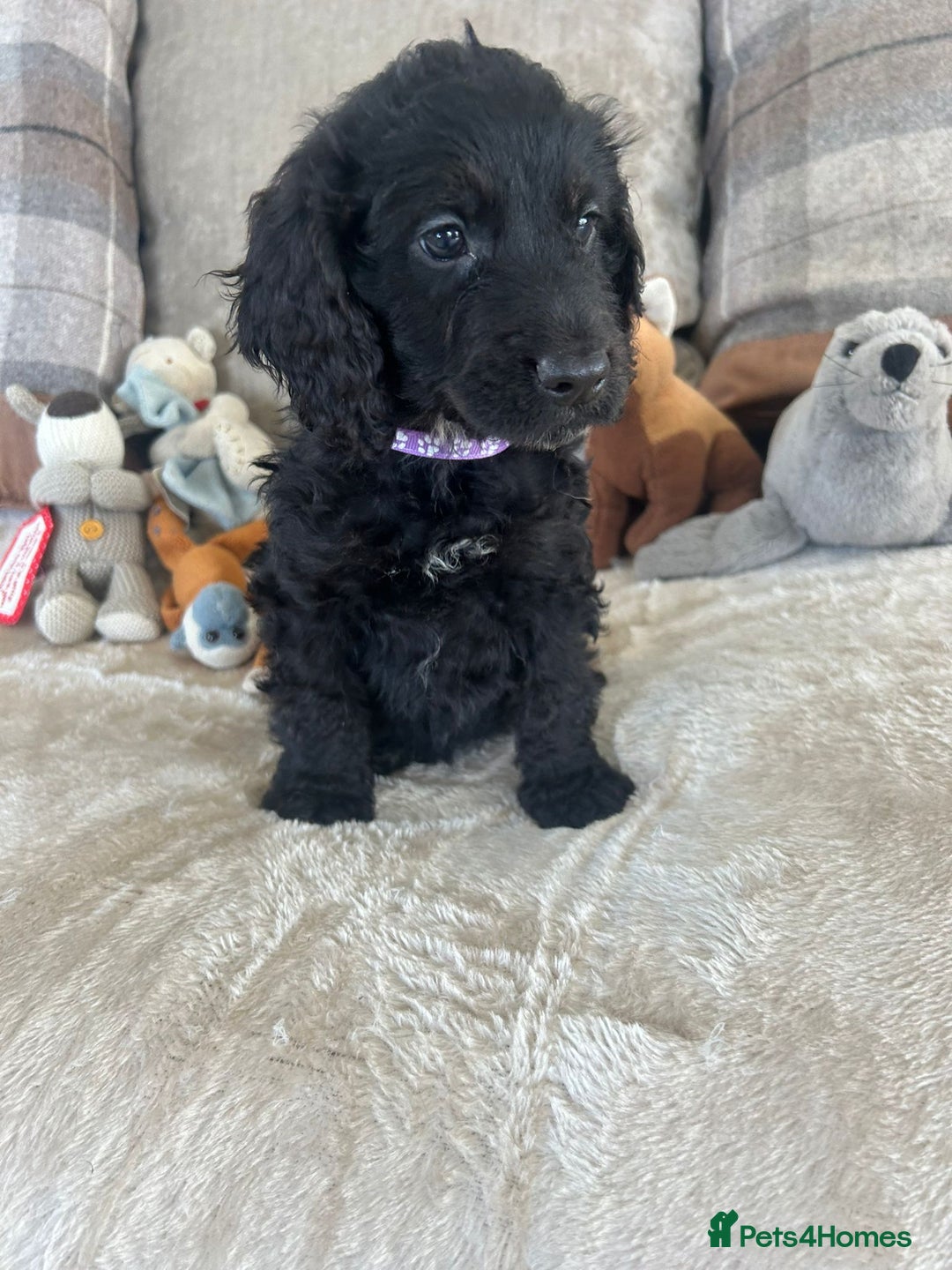 Cockapoo dogs for sale: Gorgeous F1 cockapoo puppies  - Image 30