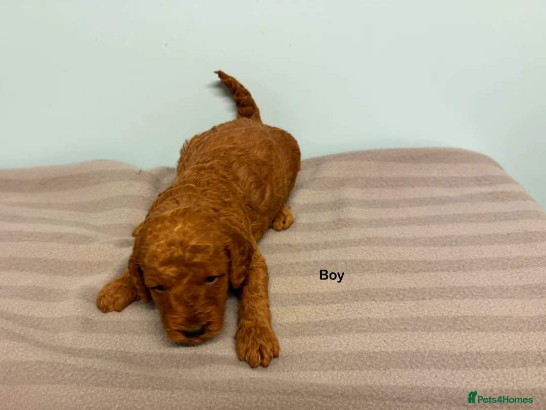 Miniature Poodle dogs for sale: Beautiful Red Miniature Poodle puppies - Advert 2
