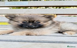 Pomeranian dogs for sale: Pomeranian fluffy Boys  - Image 3