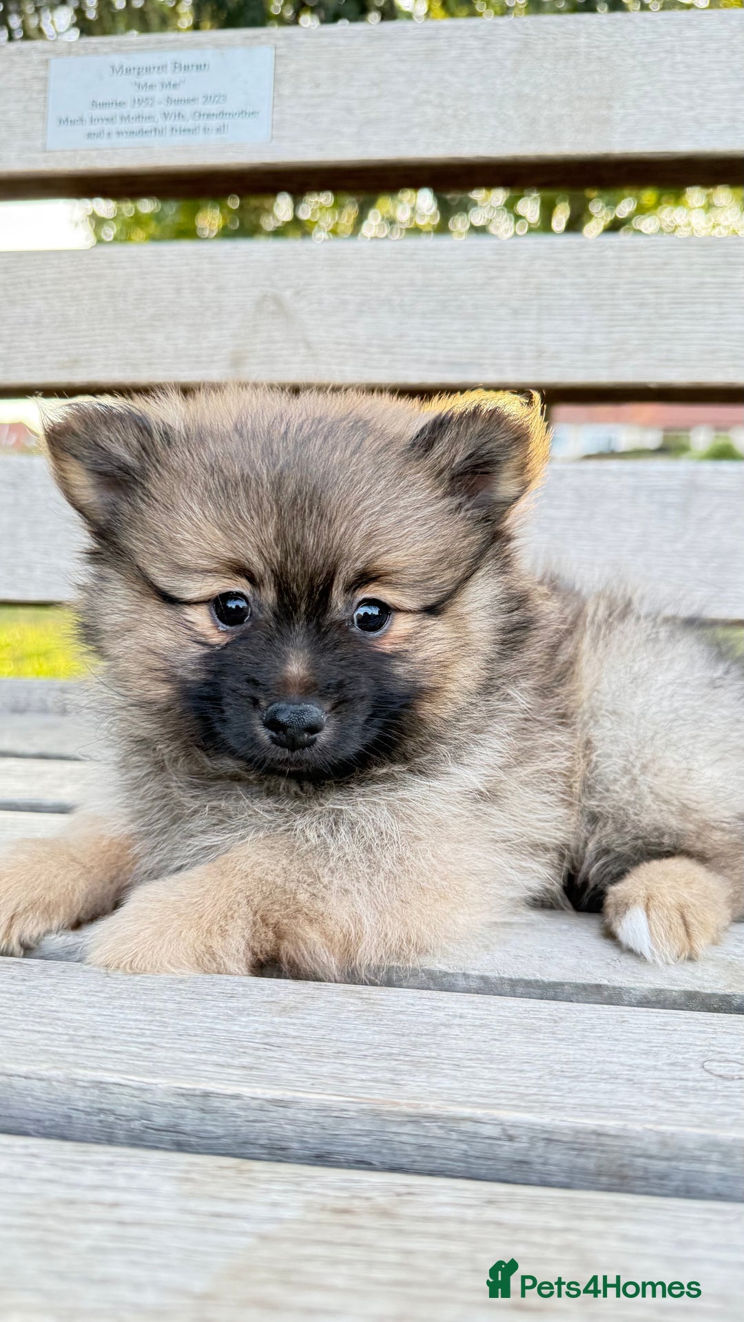 Pomeranian dogs for sale: Pomeranian fluffy Boys  - Image 3
