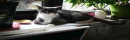 Munchkin cats for sale: Cute Tuxedo Kitten is looking 4 good home - Advert 6
