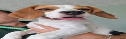 Beagle dogs for sale: Loving home needed - Advert 3