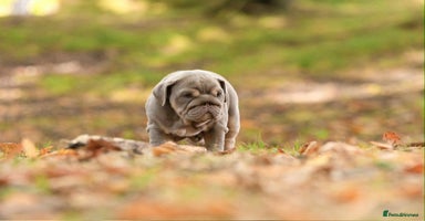 English Bulldog dogs - Advert 1