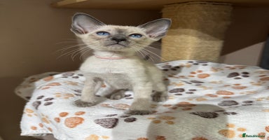 Siamese cats - Advert 3