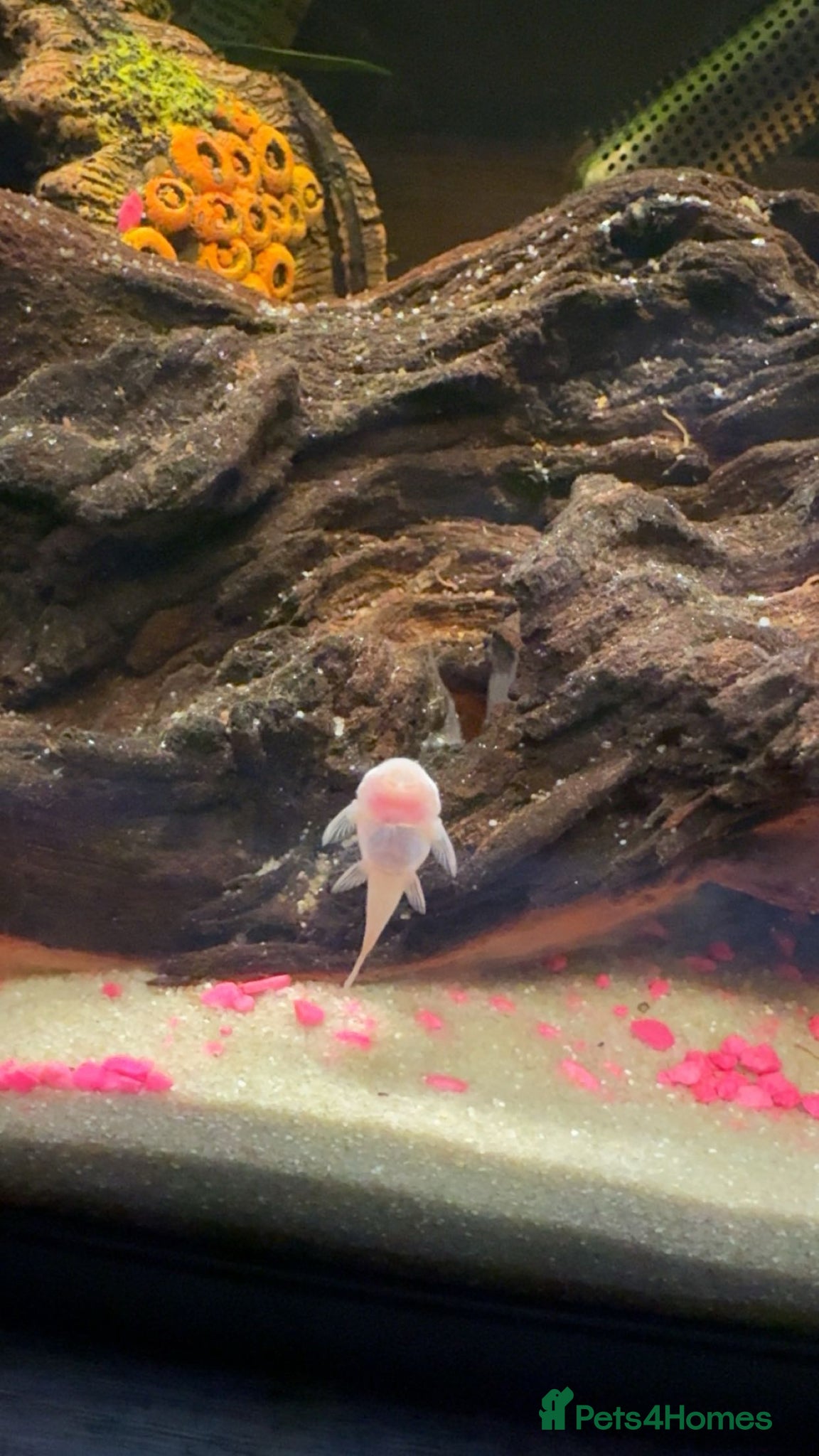 Plecos fish 2 snowwhite plecs & 4 dwarf frogs  - Advert 1