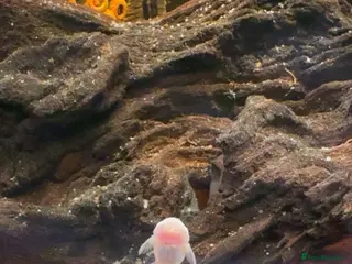 Plecos fish 2 snowwhite plecs & 4 dwarf frogs - Advert 1