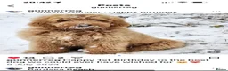 Labradoodle dogs for sale: Labradoodles 11th plus generation  - Advert 22
