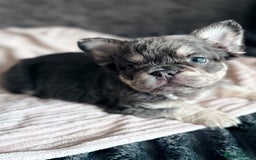 French Bulldog dogs for sale: FLUFFY FRENCH BULLDOGS  - Image 11