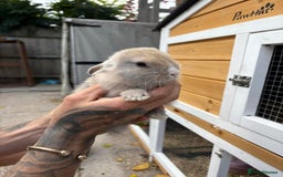 Mixed Breed rabbits for sale: Baby bunny’s  - Image 2