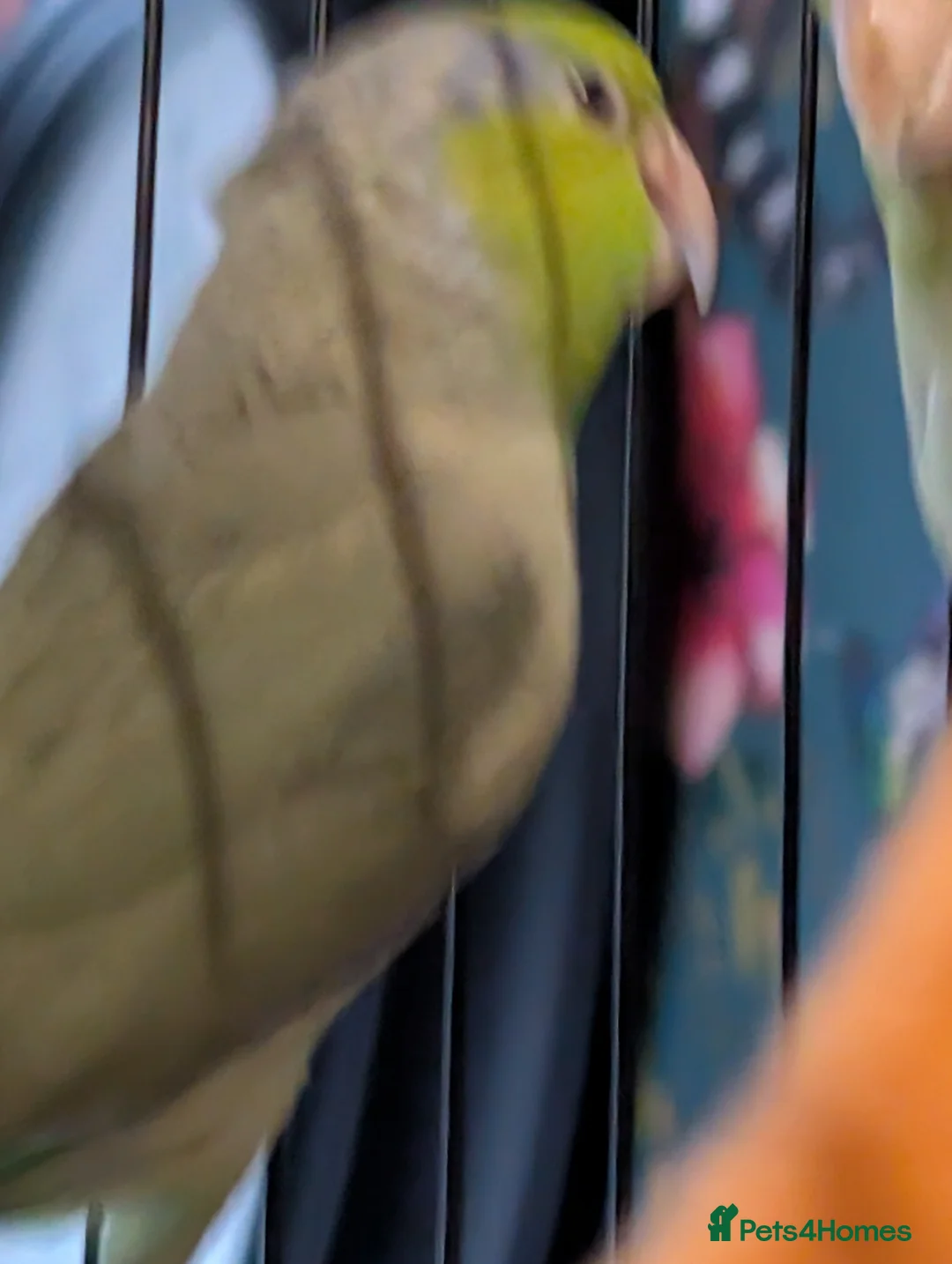 Parrots birds for sale: 2 male parrotlets - Advert 7