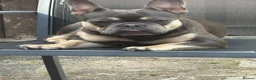 French Bulldog dogs for sale: 2 franchies must go together  - Advert 3