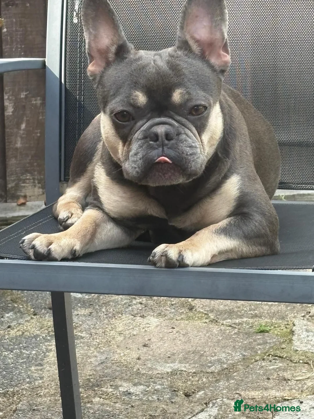 French Bulldog dogs for sale: 2 franchies must go together  - Advert 3