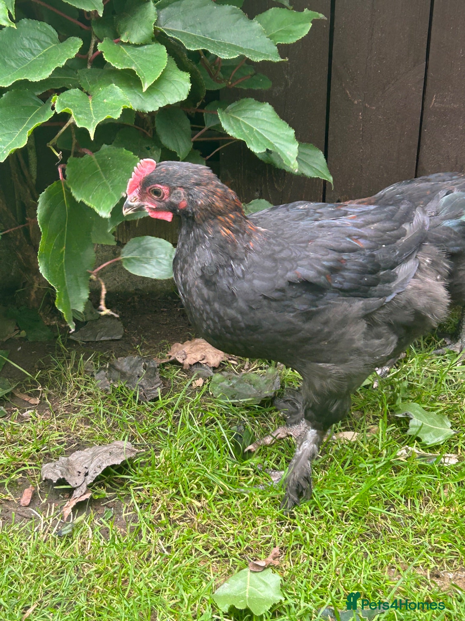 Chickens poultry French copper black  Marrans - Advert 11