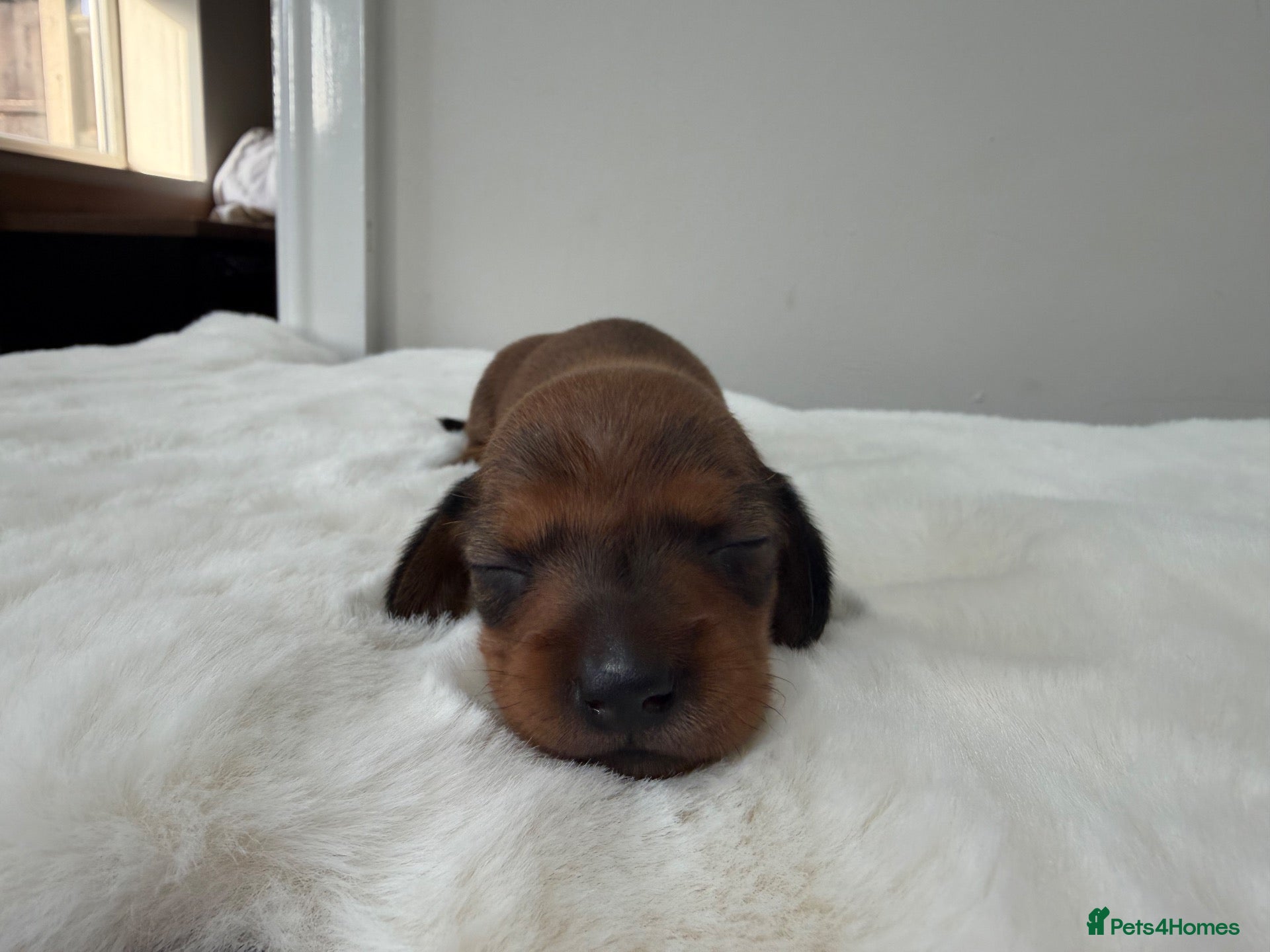 Dachshund dogs dachshund puppies For sale *1 BOY LEFT* - Advert 2