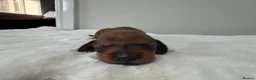 Dachshund dogs for sale: dachshund puppies For sale *1 BOY LEFT purplecol*  - Advert 26