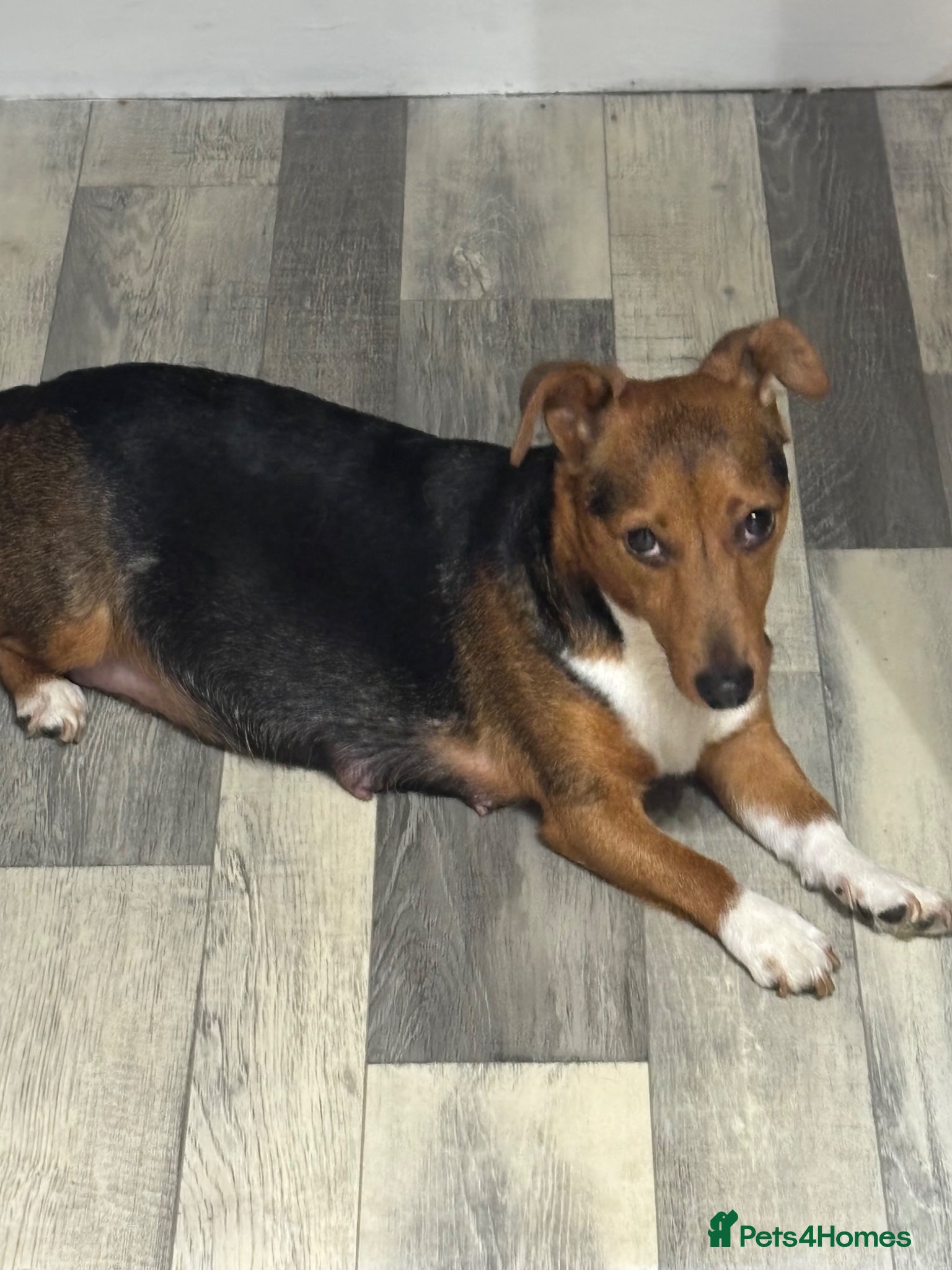 Jack Russell dogs Pupies 🥰🥰 - Advert 1