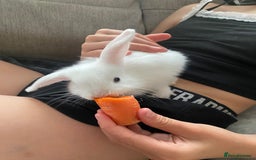 Mini Lop rabbits for sale: Beautiful mini lop babies - super temperaments - Image 4