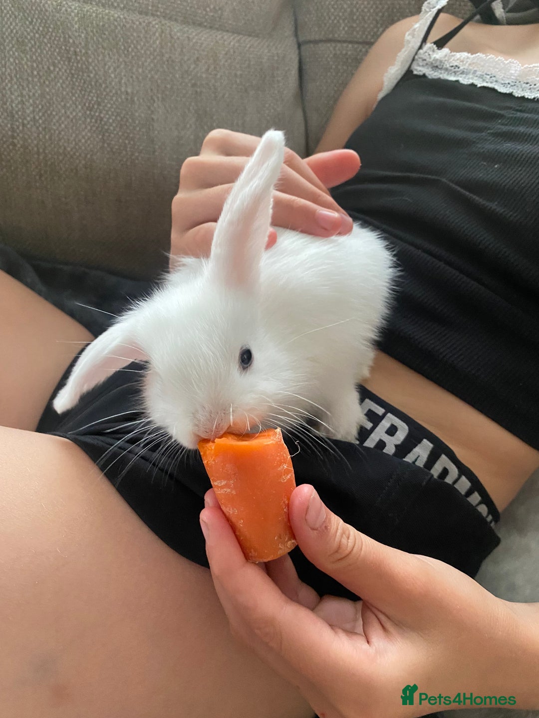 Mini Lop rabbits for sale: Beautiful mini lop babies - super temperaments - Image 4