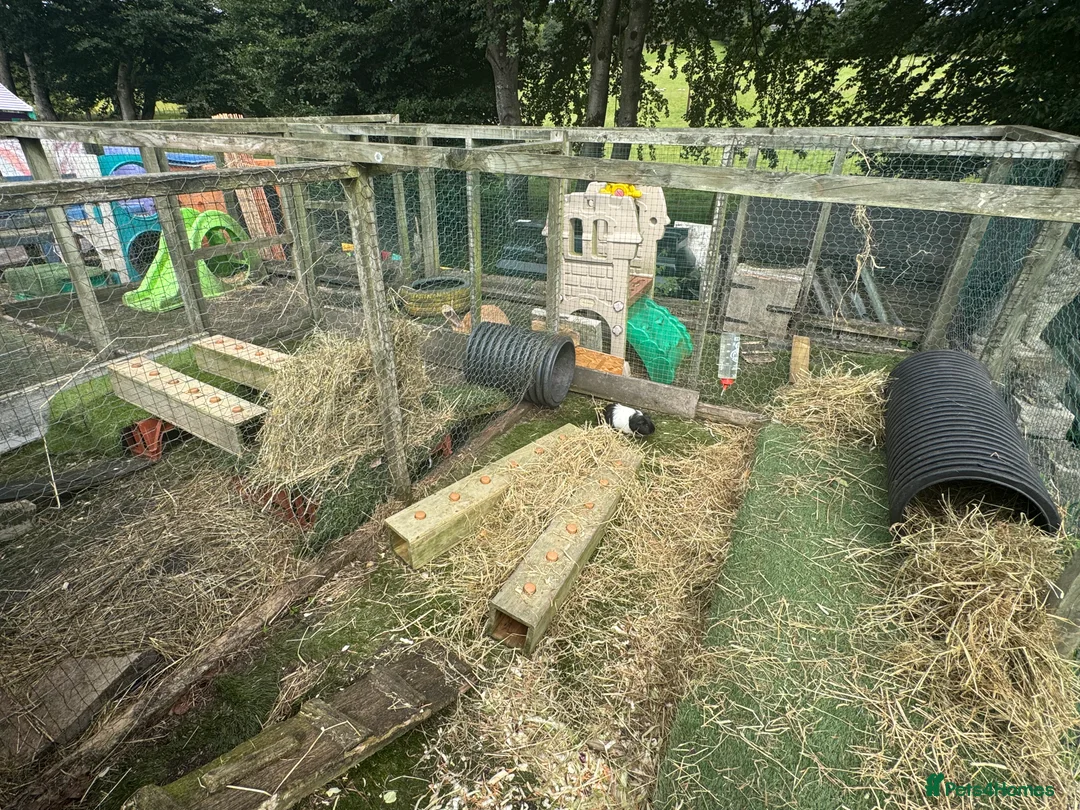 Guinea Pig rodents for sale: Guinea pigs  - Advert 6