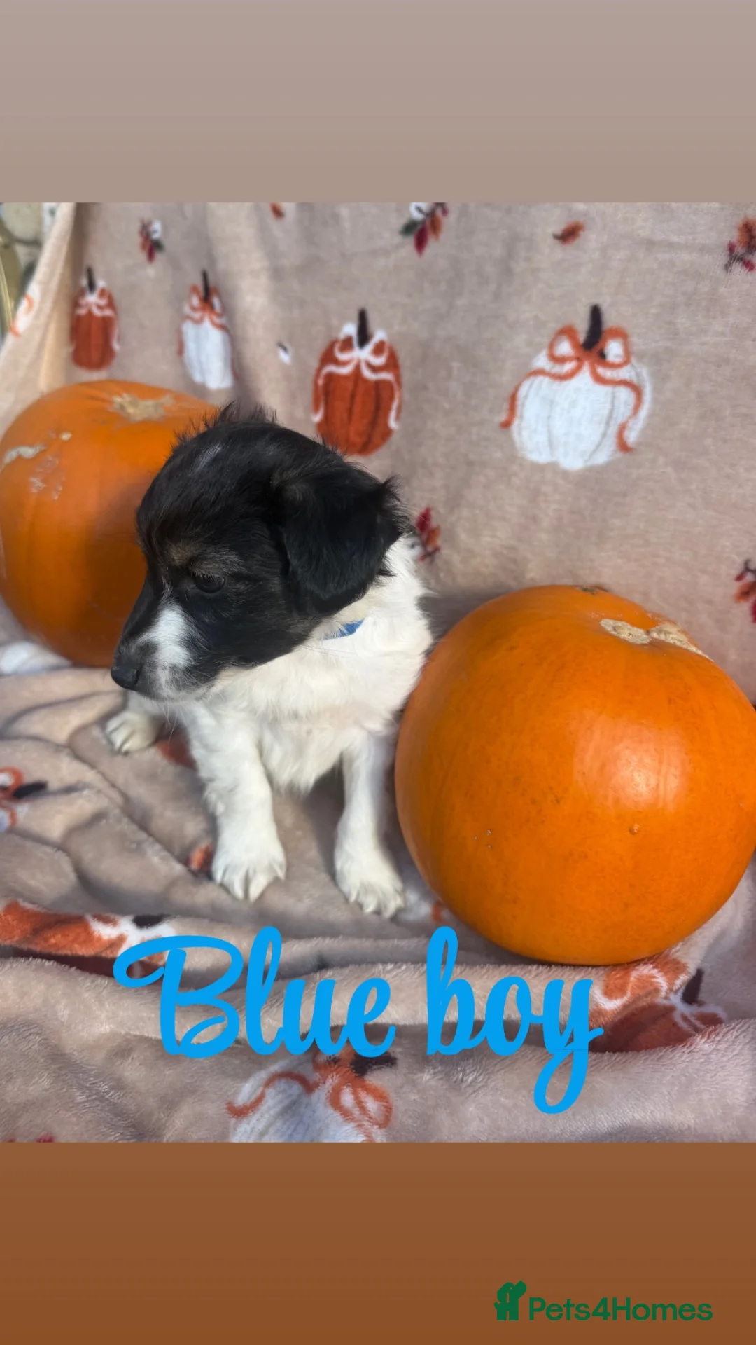 Jack Russell dogs for sale: Tri colour Jack russel puppies❤️💚🧡💙 - Advert 1