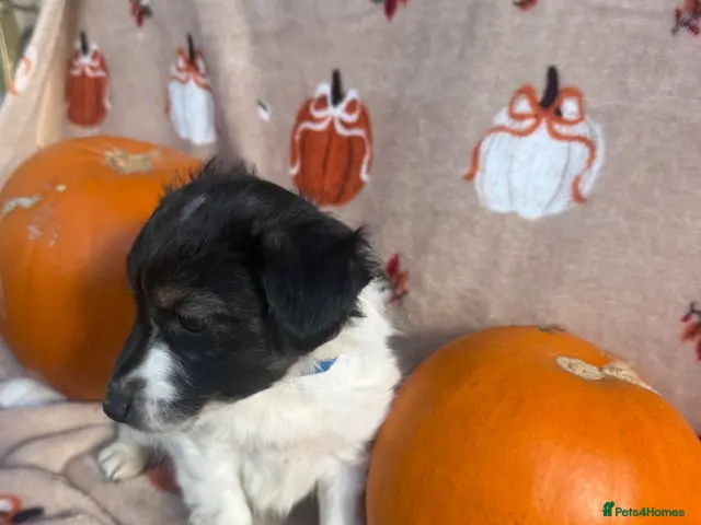 Jack Russell dogs Tri colour Jack russel puppies🎃 - Advert 1