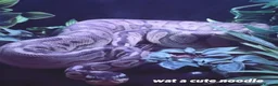 Python Snake reptiles for sale: Male ball python for sale in Kirkcaldy - Advert 1