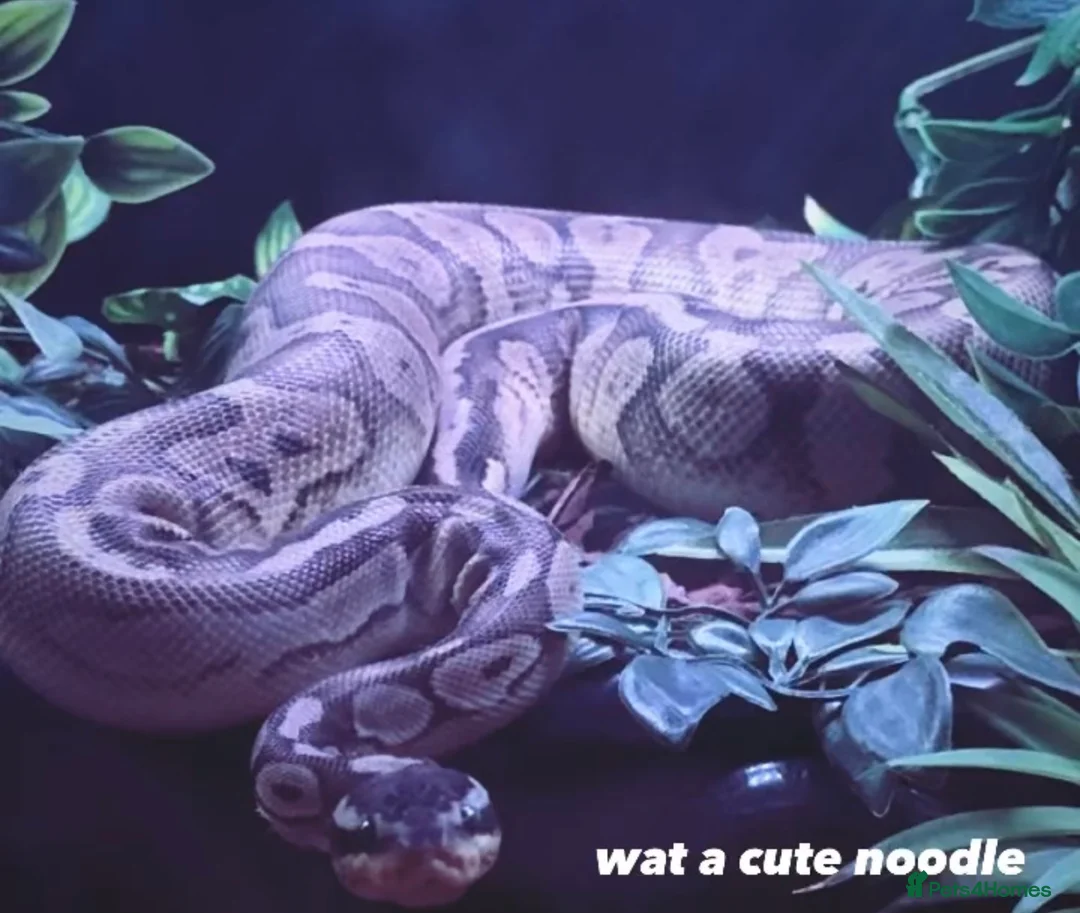 Python Snake reptiles for sale: Male ball python for sale in Kirkcaldy - Advert 1