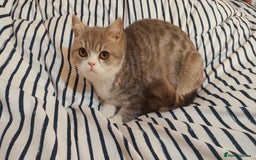 Exotic cats for sale: Two exotic shorthair boys  - Image 10