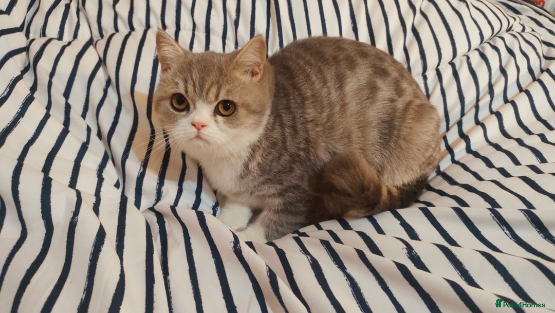 Exotic cats for sale: Two exotic shorthair boys  - Image 10