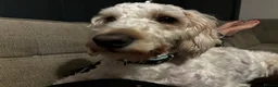 Cockapoo dogs for sale: Male Cockapoo dog looking for his forever home - Advert 12