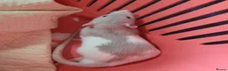 Rat rodents for sale: 2 baby male rats - Advert 8
