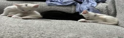 Mixed Breed cats for sale: Turkish angora mixed breed  - Advert 5