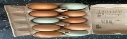 Chickens poultry for sale: Chickens eggs for sale  - Advert 4