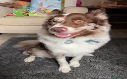 Border Collie dogs for sale: Border Collie - Advert 3